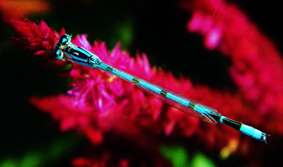 Nature Photograph - Aqua Dragonfly  by Chris Berry