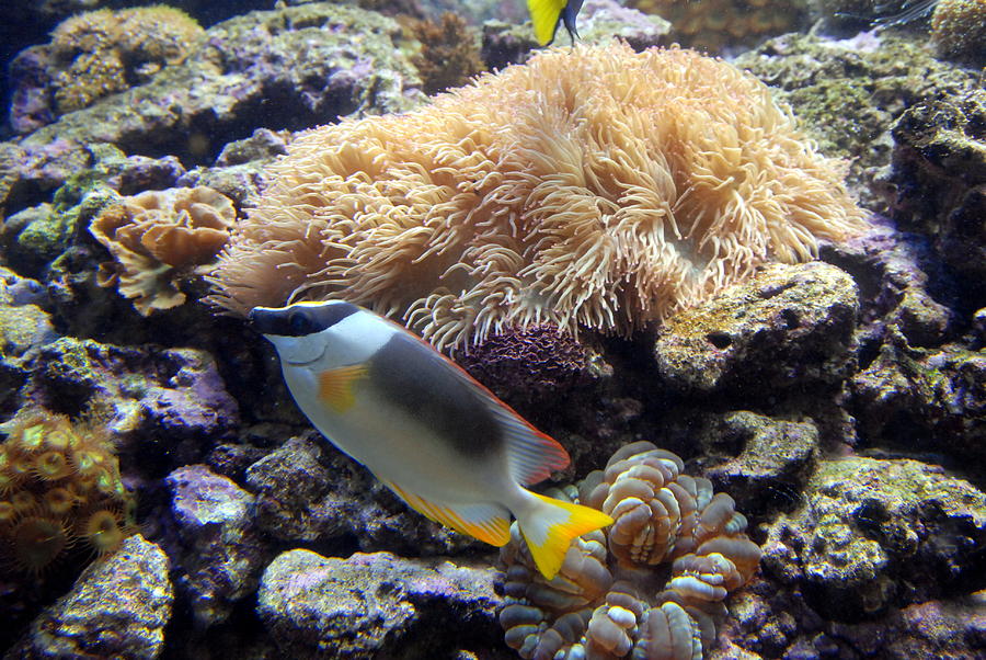 Aquarium 61 Photograph by Joyce StJames