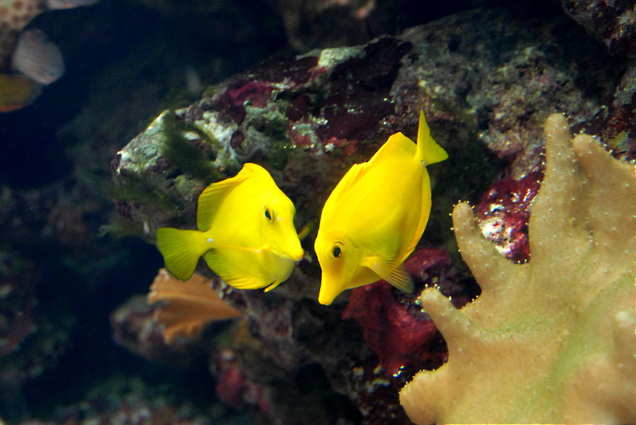 Aquarium 64 Photograph by Joyce StJames