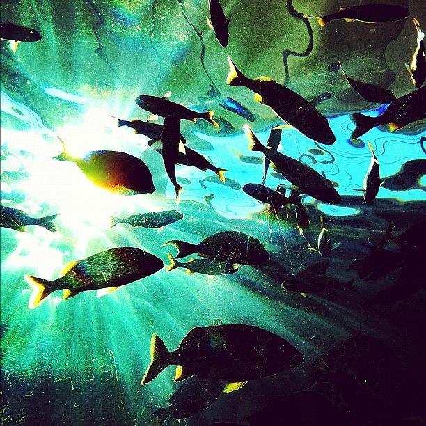 Fish Photograph - Aquarium Sesh #instagram #iphoneography by Dylan Hotfire
