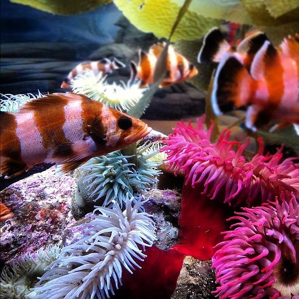 Fish Photograph - #aquariumofthepacific #fish #aquarium by Daniel Corson
