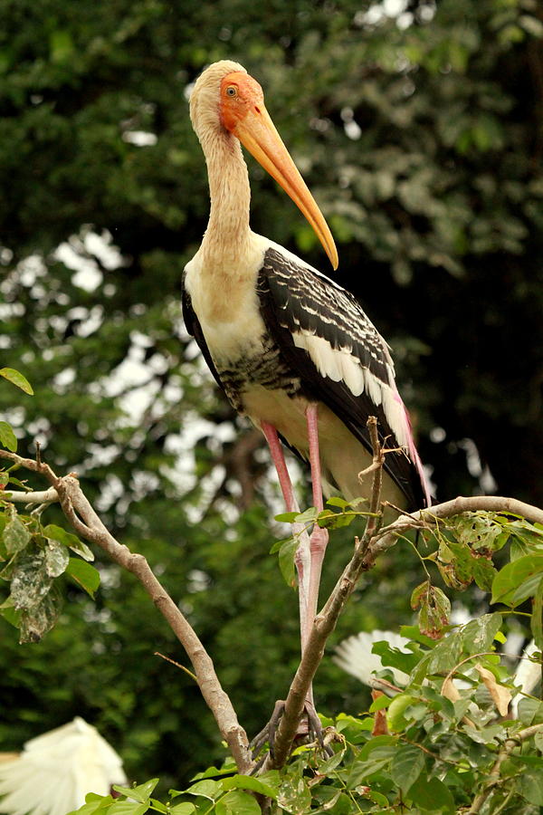 Aquatic bird portrait Photograph by Abhijeet Tiwari | Fine Art America