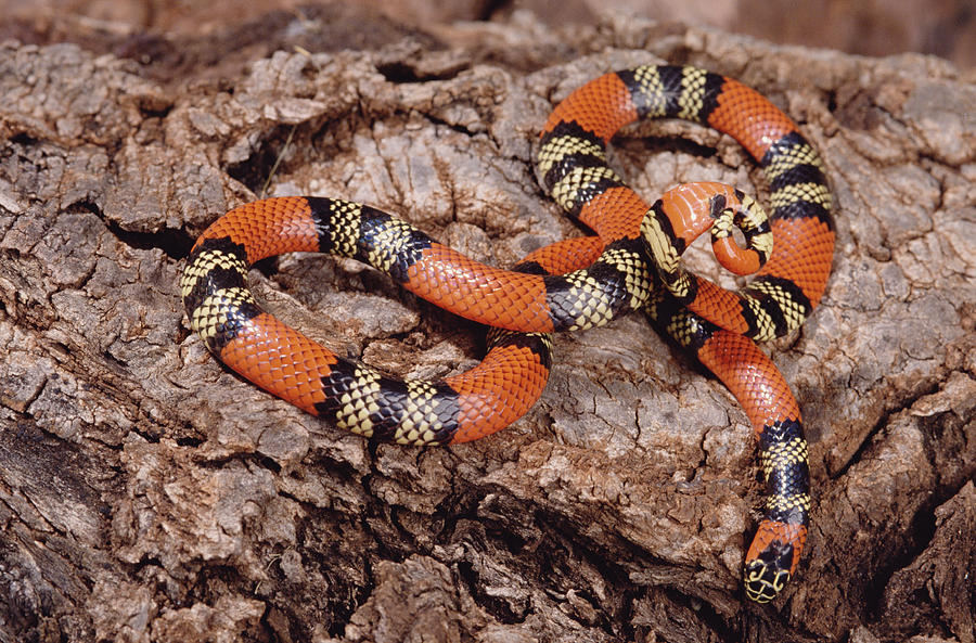 Aquatic Coral Snake Micrurus Photograph by Claus Meyer
