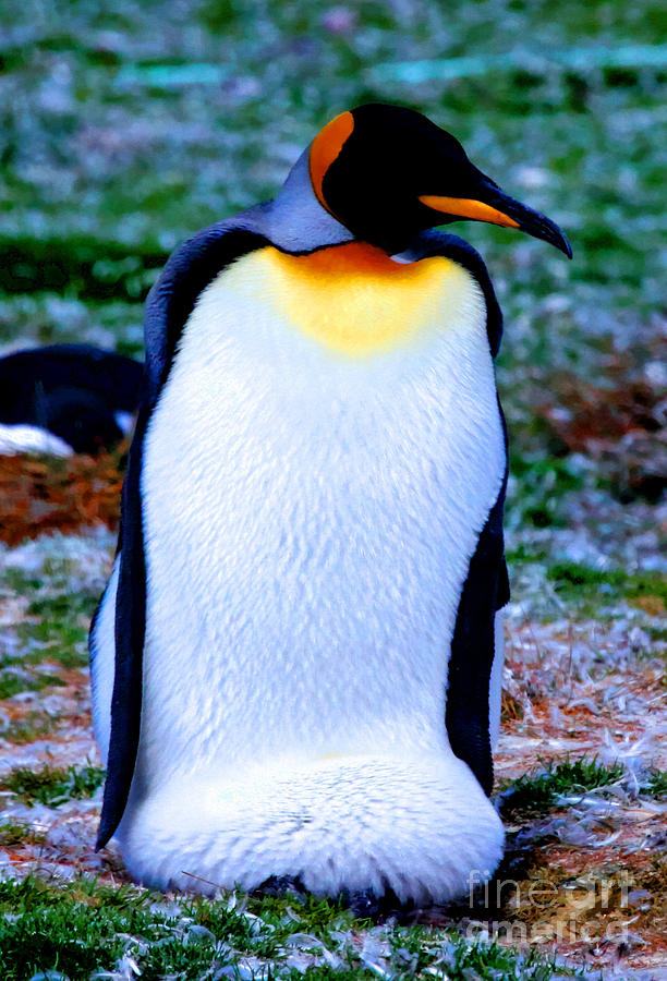 King Penguin Sitting on Egg  Photograph by Tap On Photo