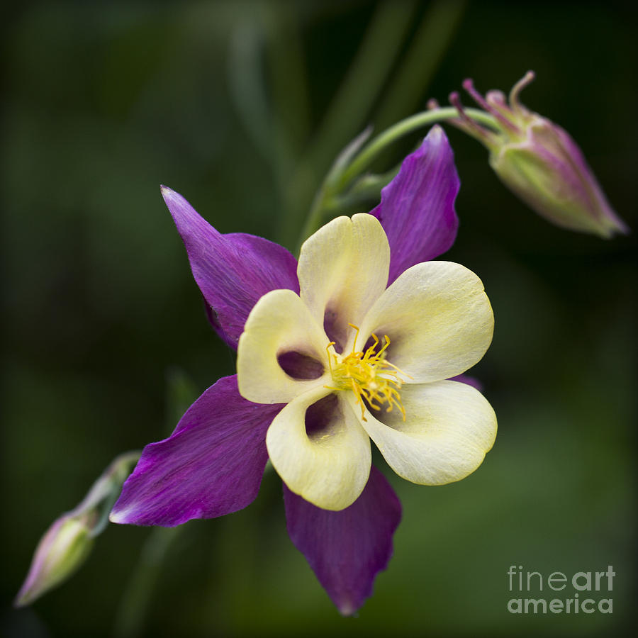 Aquilegia   Columbine  Flower Photograph by Clare Bambers