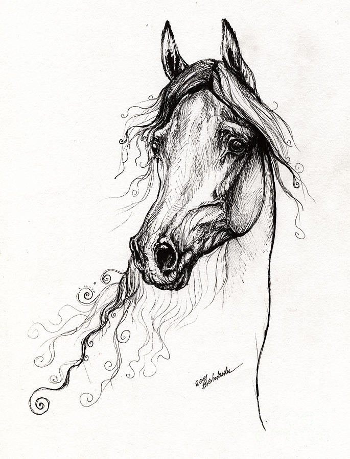 Arabian Horse Drawing 17 Drawing by Angel Tarantella