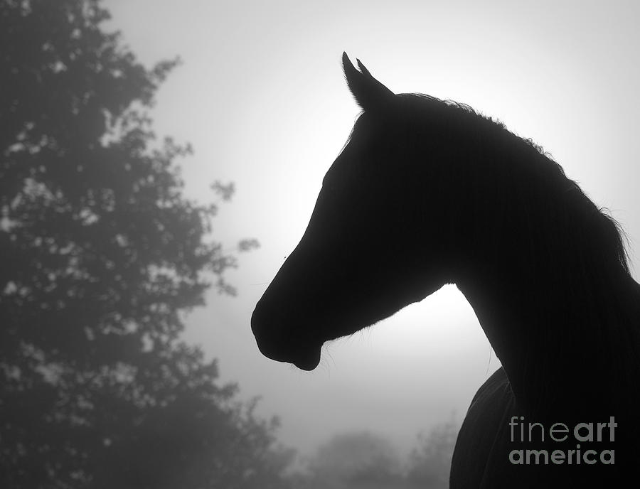Arabian horse profile in black and white Photograph by Sari ONeal