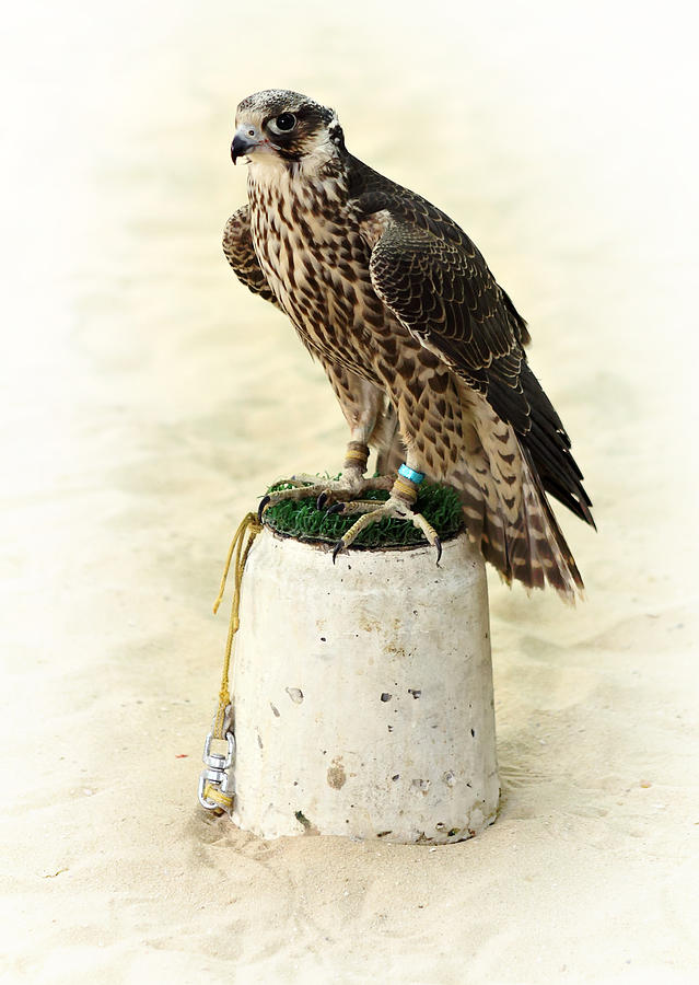 Arabian hunting falcon Photograph by Paul Cowan
