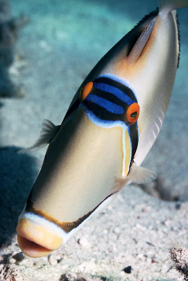 Arabian Picasso Triggerfish Photograph by Georgette Douwma
