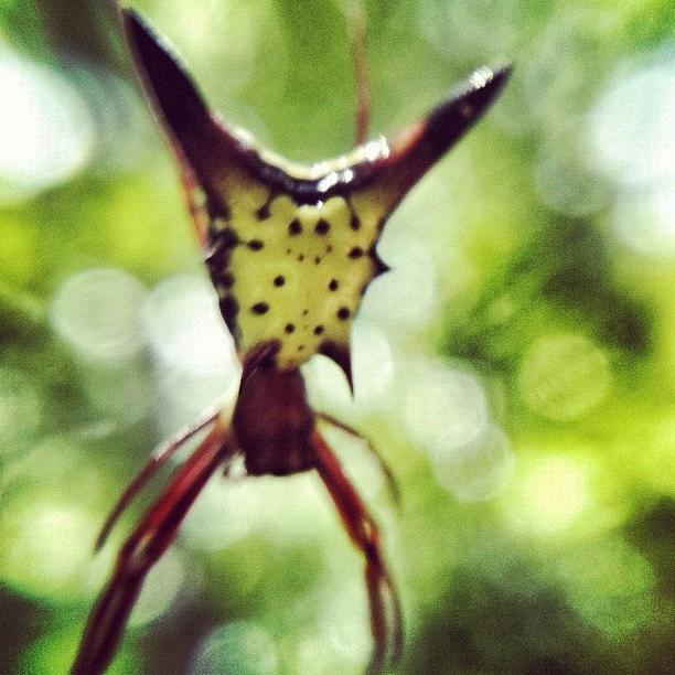Spider Photograph - Arachnid by Dave Edens