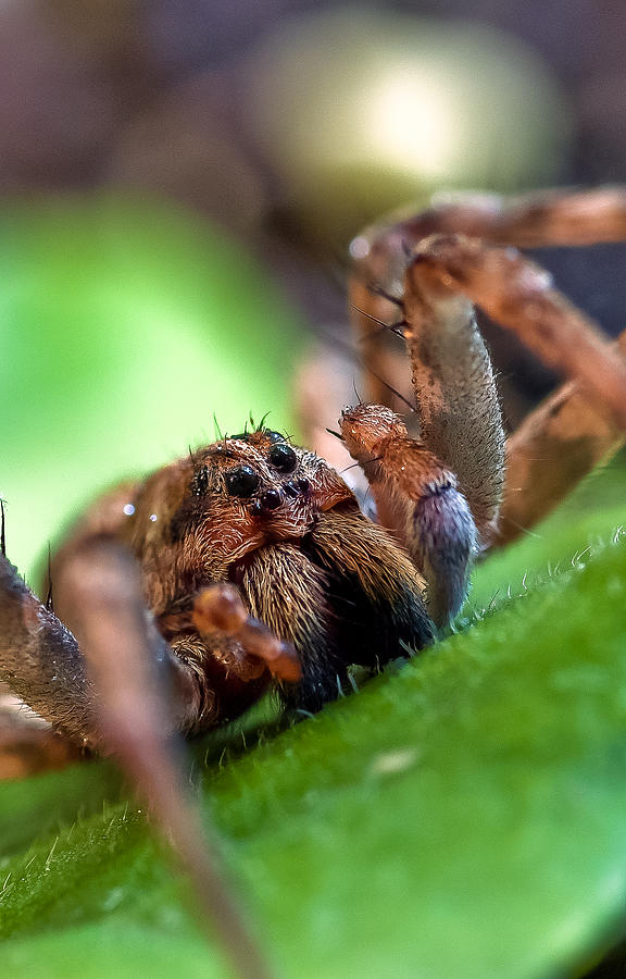 Arachnid  Photograph by Gene Hilton