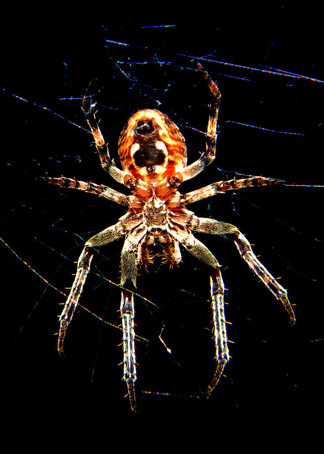 Arachnid Undercarriage Photograph by Mark J Seefeldt