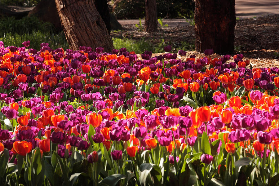 Tulip Photograph - Araluen Botanic Gardens Tulips 3 by Tony Brown