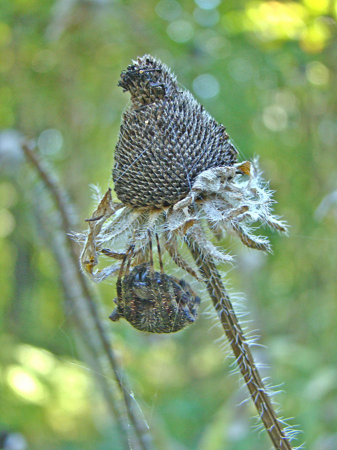 Araneus -  Orb Weaver - Resting Under Seedhead Photograph by Carol Senske