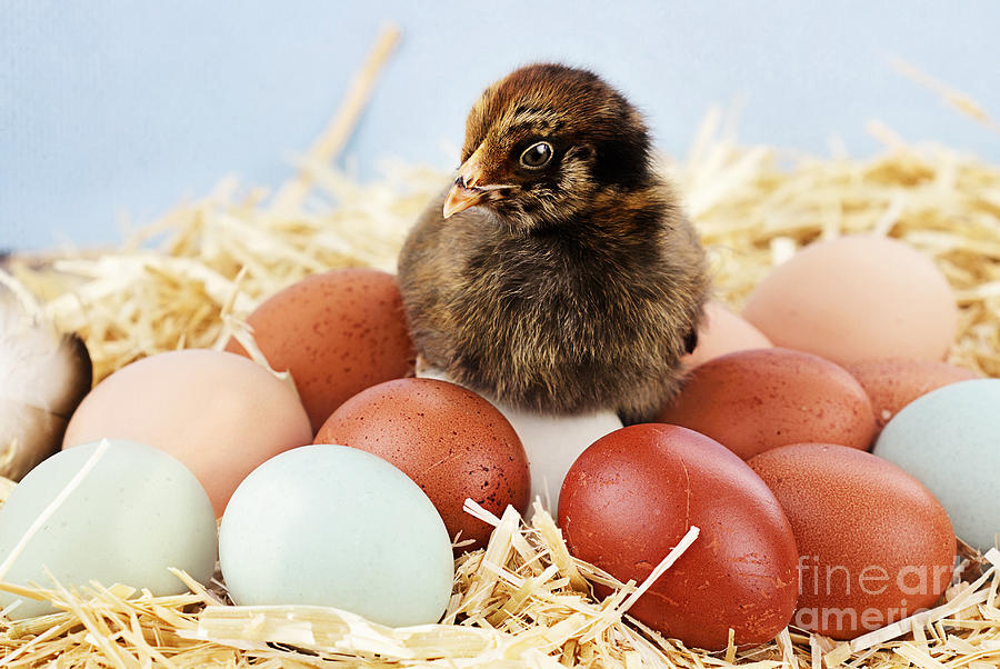 Araucana Chick and Eggs Photograph by Stephanie Frey