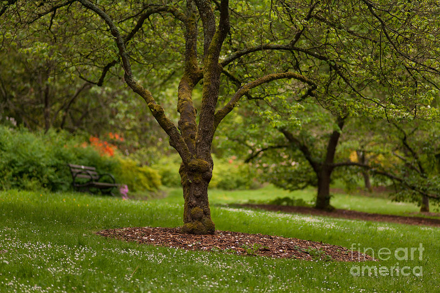 Flower Photograph - Arboretum Grove by Mike Reid