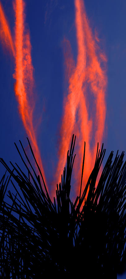 Sunset Photograph - Arbre de feu by Tim Scullion