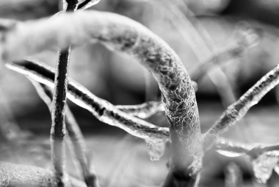 Trees Photograph - Arched Follicle by Jason Heckman Trees Photograph - Arched Follicle by Jason Heckman