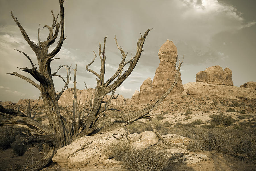 Arches Desert Tree Photograph by Mike Irwin