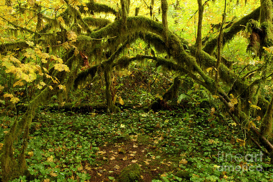 Arches In The Rainforest Photograph by Adam Jewell