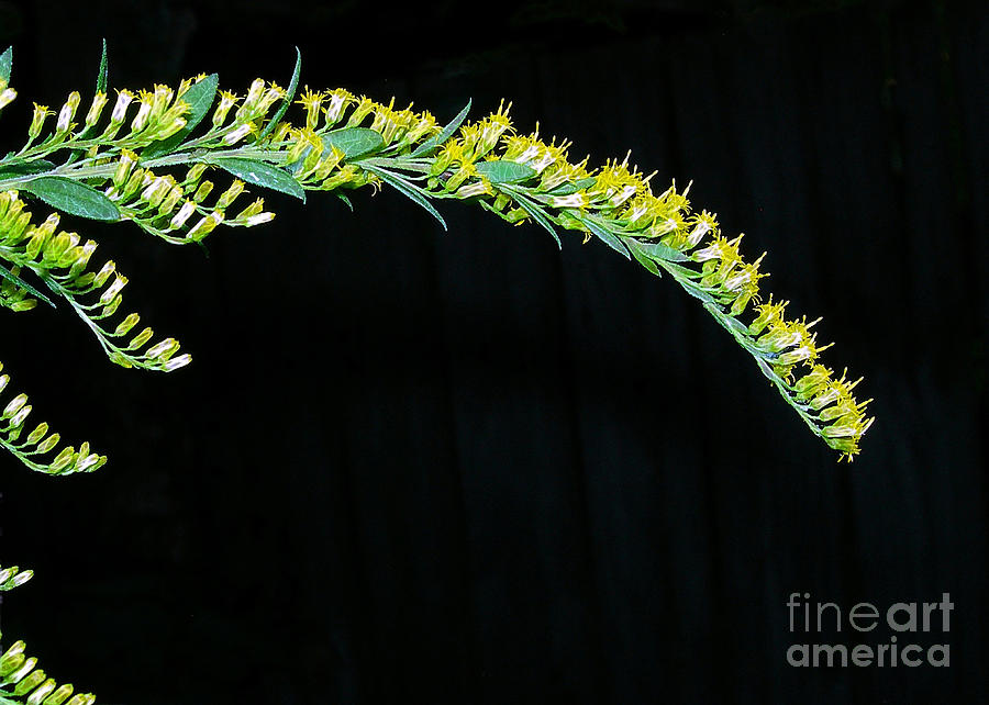 Arching Goldenrod Photograph by Judi Bagwell