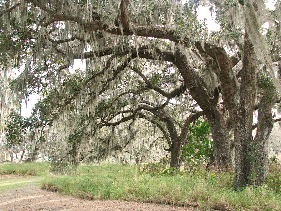 Arching Oaks Photograph by Peggy Urban