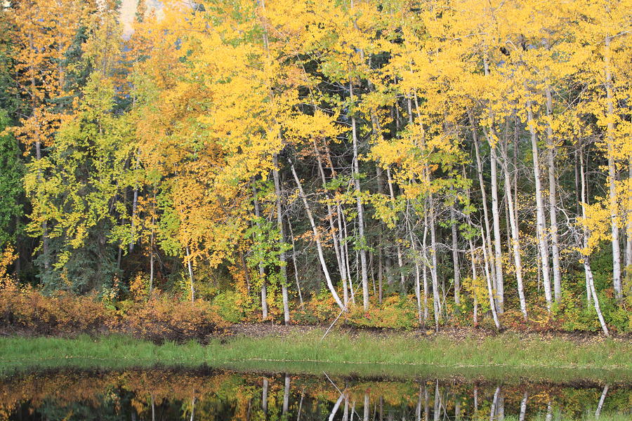 Arctic Circle Golden Pond Photograph by Sam Amato