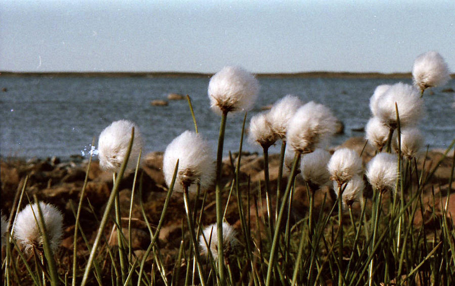 Wildflowers Photograph - Arctic Cotton by Ber Lazarus