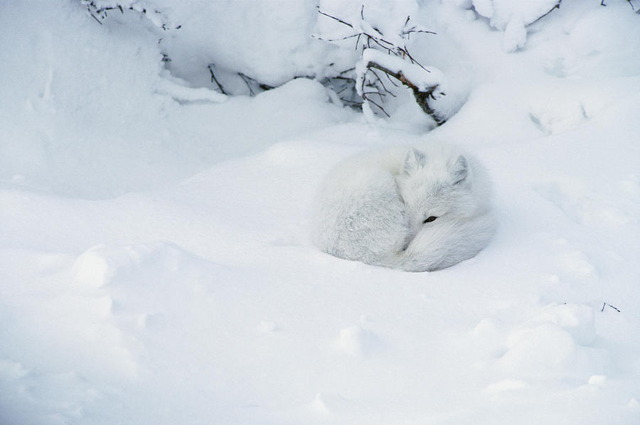 Arctic Fox Alopex Lagopus Curled Photograph by Matthias Breiter