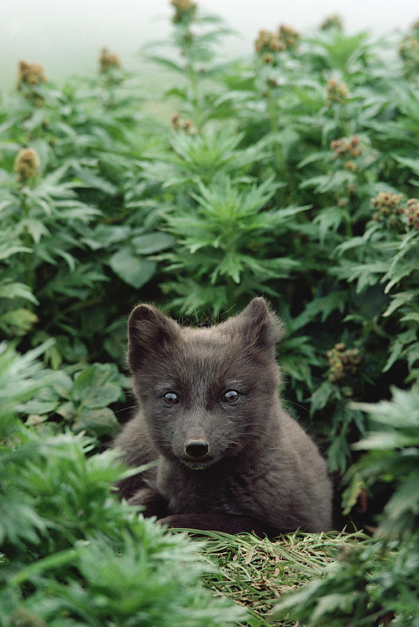Arctic Fox Alopex Lagopus Young Pup Photograph by Gerry Ellis