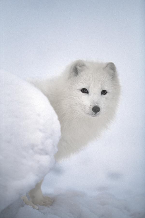 Arctic Fox Exploring Fresh Snow Alaska Photograph by David Ponton ...