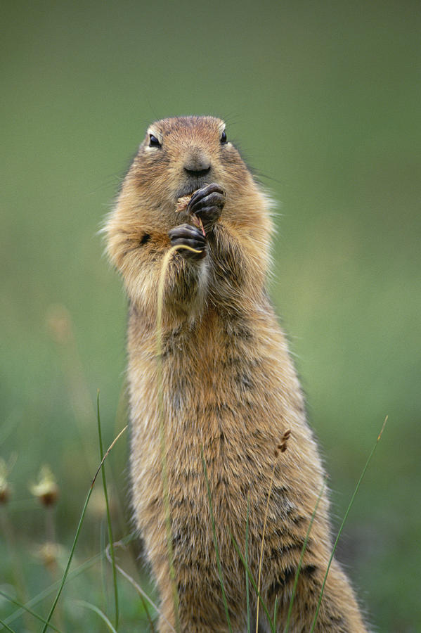Arctic Ground Squirrel Spermophilus Photograph by Michael Quinton