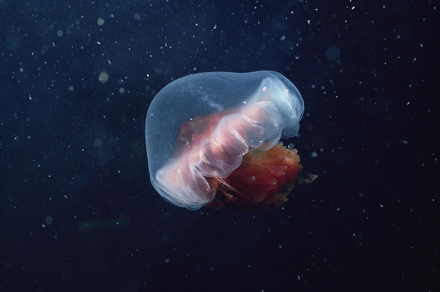 Arctic Jellyfish Off Baffin Island Photograph by Flip Nicklin
