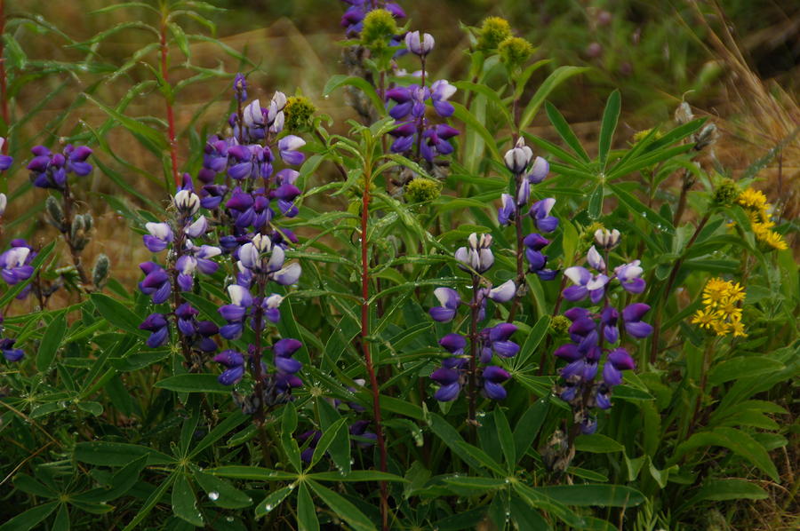 Arctic Lupine Photograph by Bj Hodges - Fine Art America