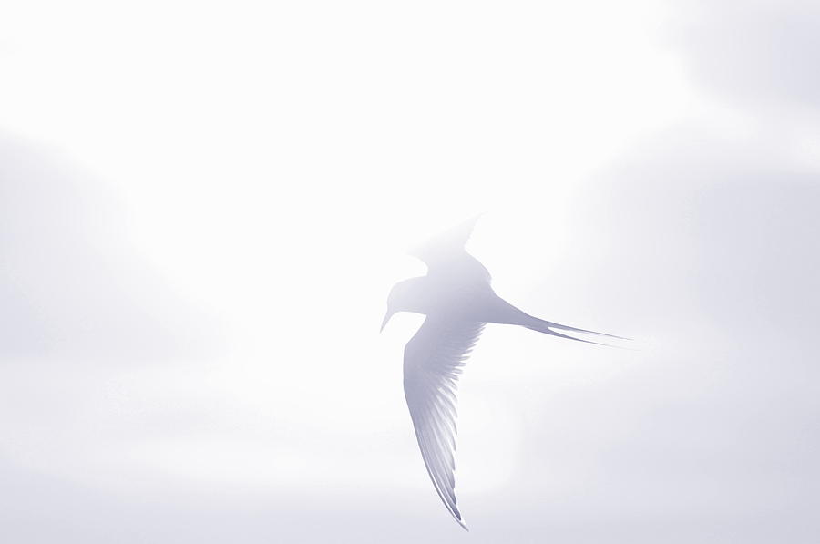 Arctic tern flying in the sunlight Photograph by Ulrich Kunst And Bettina Scheidulin