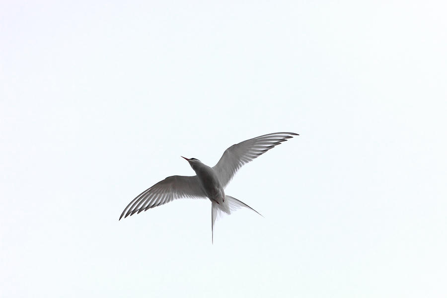 Arctic tern flying Photograph by Ulrich Kunst And Bettina Scheidulin