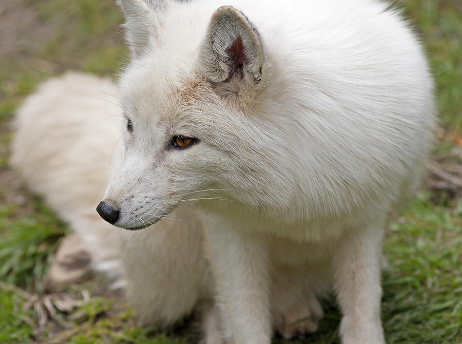 Arctic White Fox Photograph by Gord Patterson - Pixels