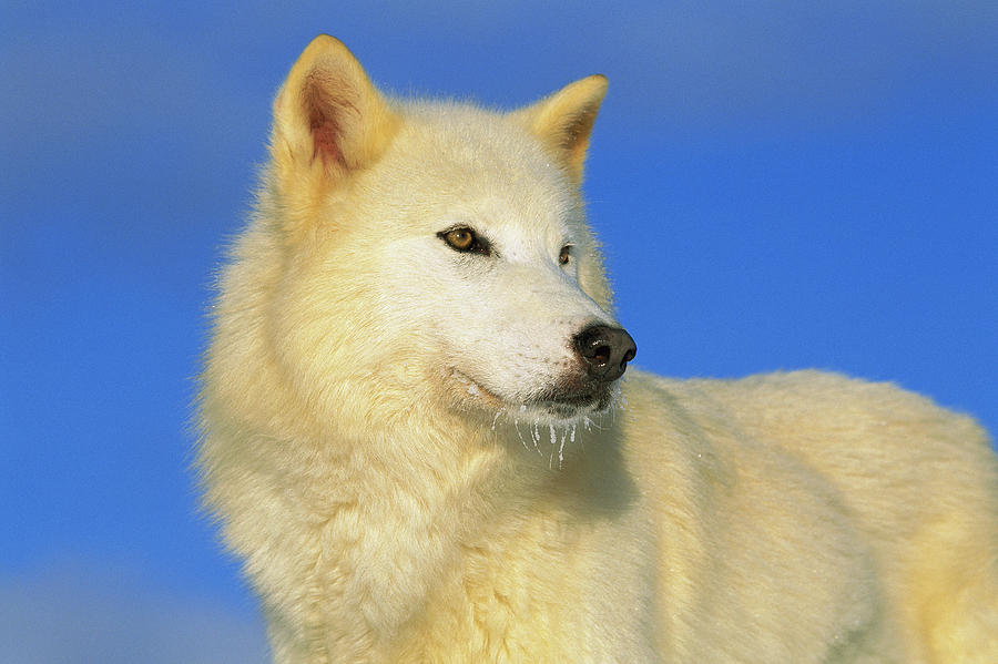 Arctic Wolf Canis Lupus Portrait Photograph by Tom Vezo