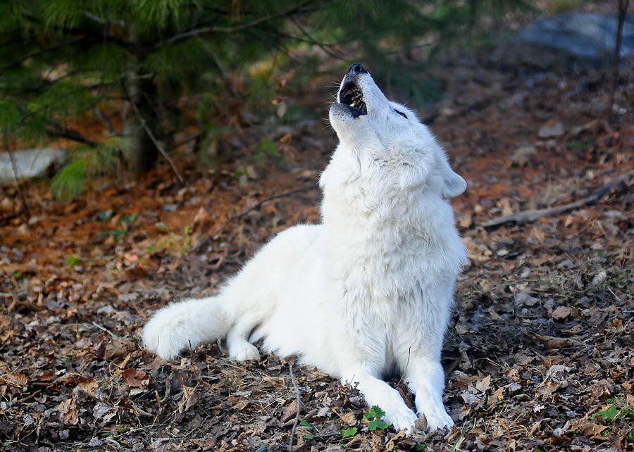 Arctic Wolf Photograph by Roni Chastain