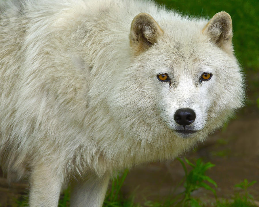 Arctic Wolf Photograph by Tony Beck