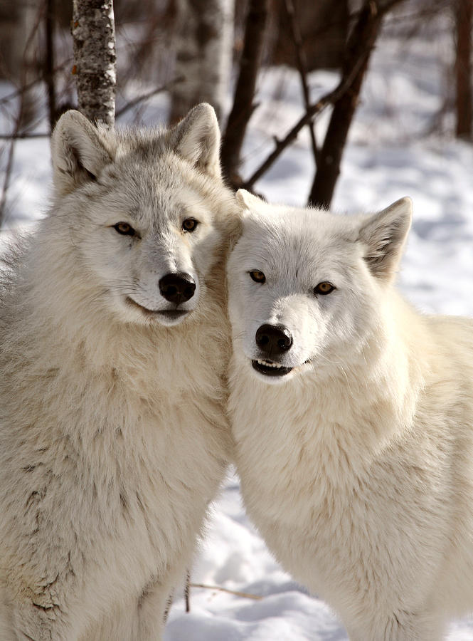 Arctic Wolves close together in winter Photograph by Mark Duffy