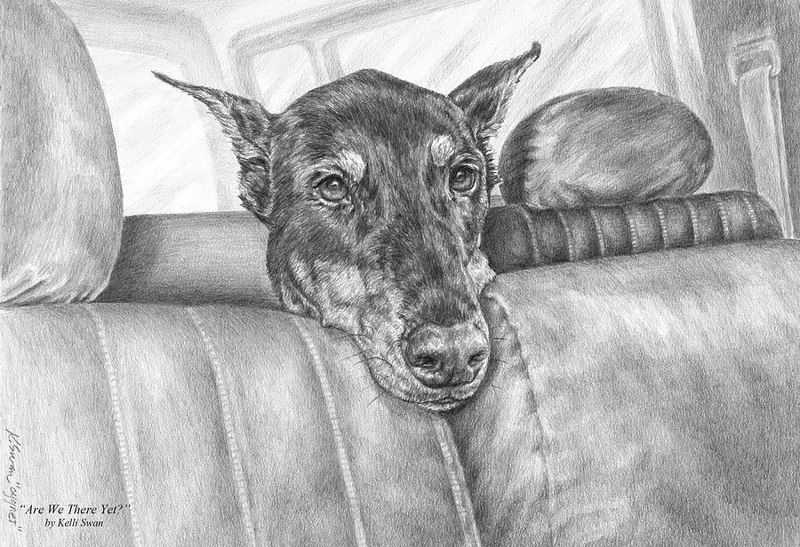 Are We There Yet - Doberman Pinscher Dog Print Drawing by Kelli Swan