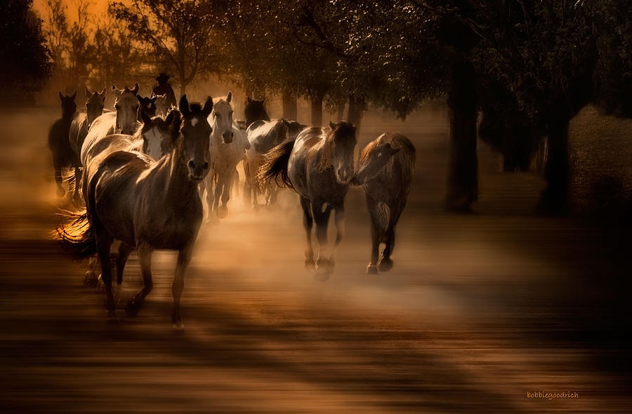 Argentina horses Photograph by Bobbie Goodrich