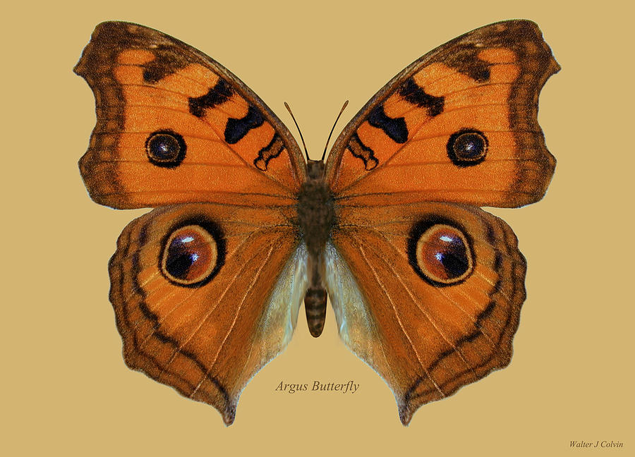 Argus Butterfly Digital Art by Walter Colvin