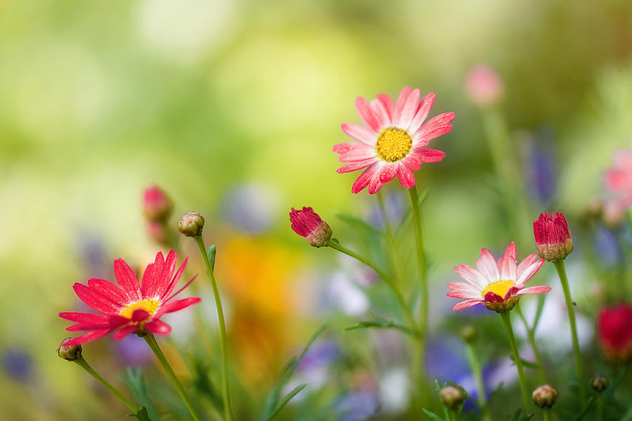 Argyranthemums Photograph by Mandy Disher Photography