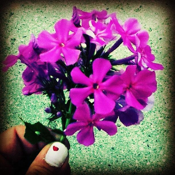 Flower Photograph - #arianepo , #flowers , #purple by Ariane Polena