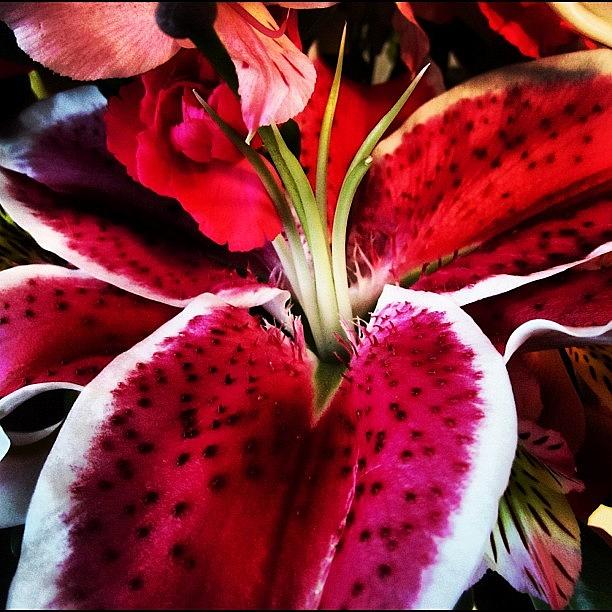 Flower Photograph - #arianepo , #flowers, #flower, #pink by Ariane Polena