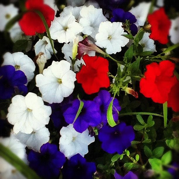 Flower Photograph - #arianepo , #petunias, #white, #purple by Ariane Polena