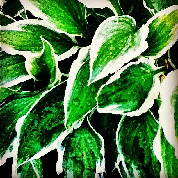 Plants Photograph - #arianepo, #plants, #green, #white by Ariane Polena