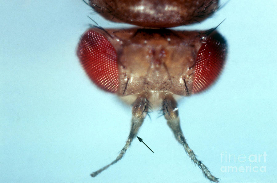Aristapedia Mutation In Drosophila  by Science Source